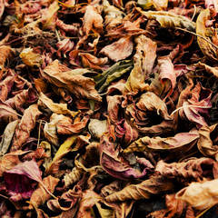 Colorful background of fallen autumn leaves.