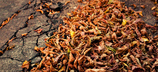 Pile of dried leaves.
