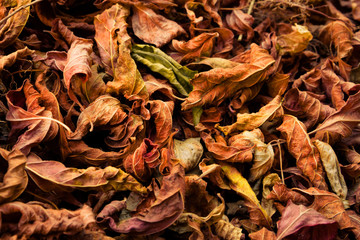 Autumn foliage texture, close up.