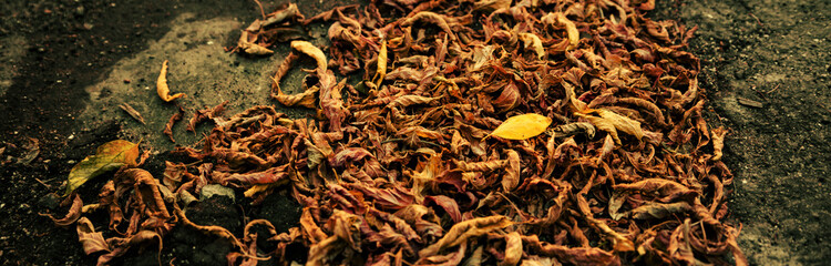Yellow leaf on the pile of dried fallen autumn leaves.