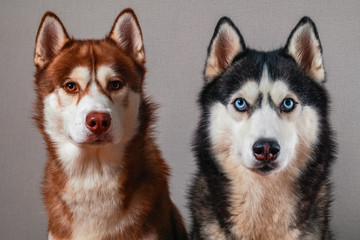 Two Siberian husky dog looking at camera, isolated on gray. © Konstantin