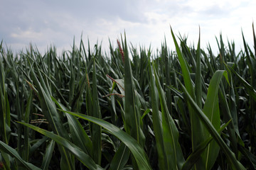 Maisfeld - Stockfoto