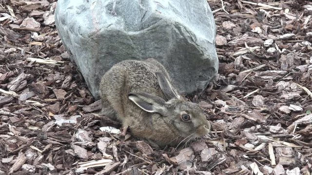 European hare sitting in front of stone in the nature