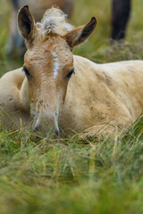 portrait of a horse lying on the grass close up