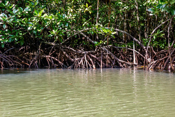 Roots of mangrove forests in the rainforest island of Palawan, Philippines.