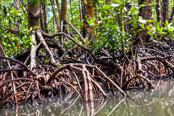 Roots of mangrove forests in the rainforest island of Palawan, Philippines.
