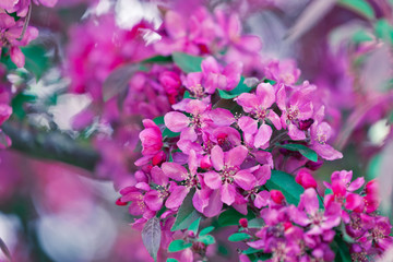 Blüten im Frühling