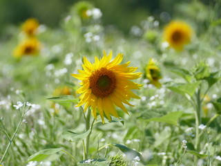 Sonnenblumen auf dem Feld für Insekten