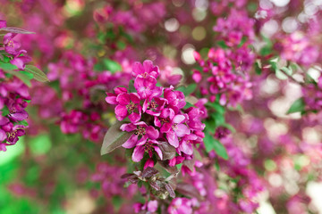 Blühender Zierapfel