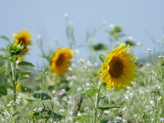 Sonnenblumen auf dem Feld für Insekten