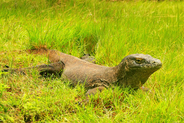 Komodo dragon lying in grass on Rinca Island in Komodo National Park, Nusa Tenggara, Indonesia