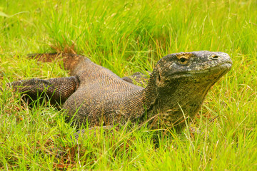 Komodo dragon lying in grass on Rinca Island in Komodo National Park, Nusa Tenggara, Indonesia
