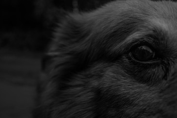 Eyes Dog - A History 