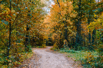 Path in a forest with colorful autumn leaves