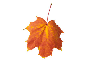 autumn maple leaf on white background, close-up, leaves texture, beautiful nature, yellow-red autumnal background