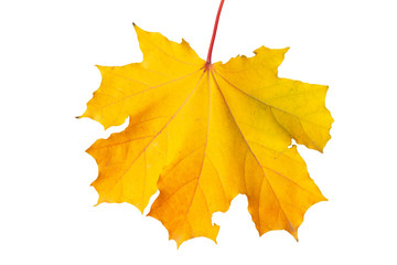 autumn maple leaf on white background, close-up, leaves texture, beautiful nature, yellow-red autumnal background
