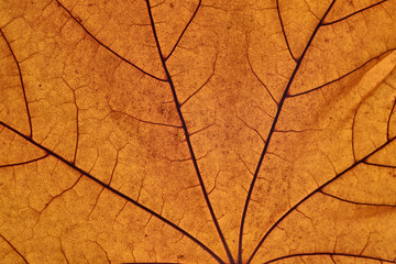 autumn maple leaf macro, leaves texture background, beautiful nature, yellow autumn background