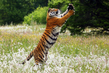 Fototapeta premium The Siberian tiger (Panthera tigris tigris),also called Amur tiger (Panthera tigris altaica) on a meadow. Yong female amur tiger on the meadow with forest so background.