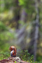 Obraz premium The red squirrel or Eurasian red sguirrel (Sciurus vulgaris) sitting in the scandinavian forest. Squirrel in a typical environment.