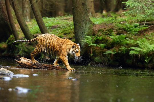 The Siberian tiger (Panthera tigris tigris),also called Amur tiger (Panthera tigris altaica) walking through the water. Beautiful female Siberian tiger in warm summer.