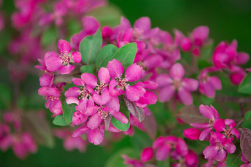 Blühender Zierapfel im Frühling