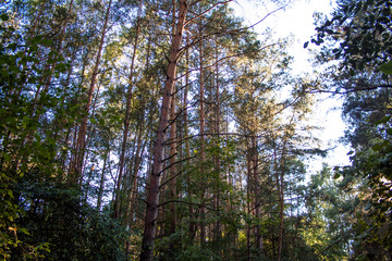 Blauer Himmel über den Eichen