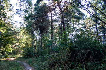 Abendsonne über dem Wald
