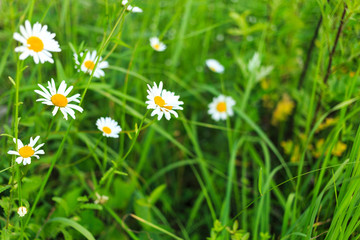 daisies on the summer meadow. summertime blossom