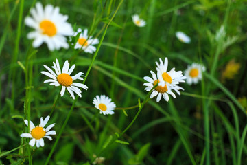 daisies on the summer meadow. summertime blossom