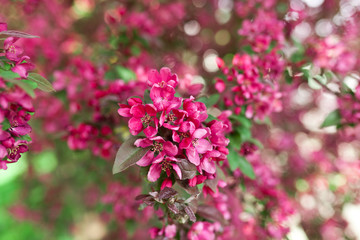 Blühender Zierapfel im Frühling