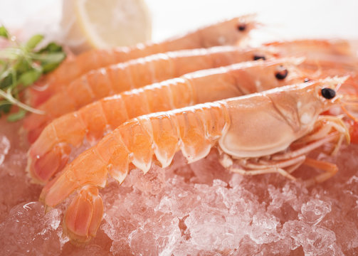 Scottish Langoustines