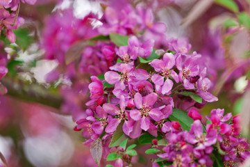 Blühender Zierapfel im Frühling