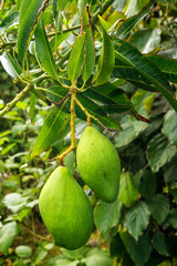 Green mango fruit on a tree