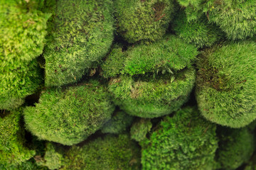 The texture of green moss. There is a lot of moss behind the glass.