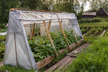 greenhouse for cucumbers in the garden made by own hands