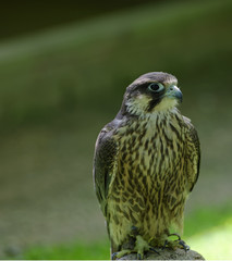 Striking perched Merlin falcon