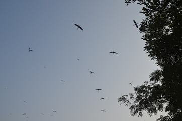 Birds flying in the sky