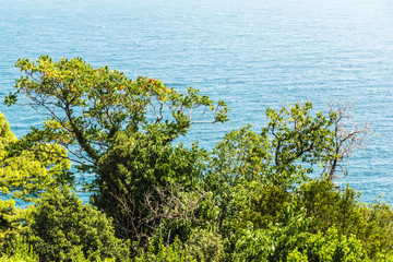 Trees against the background of the sea in Vorontsovsky Park, Alupka, Crimea