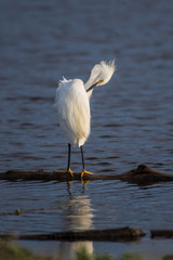 Snow white Egret using beak to groom the feathers of the wings while standing over reflection in estuary water.
