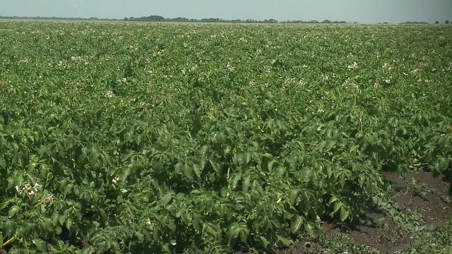 potato field irrigated by a pivot sprinkler system Potato field with green shoots of potatoes