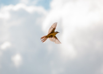 Bird Motacilla feldegg close look in steppe