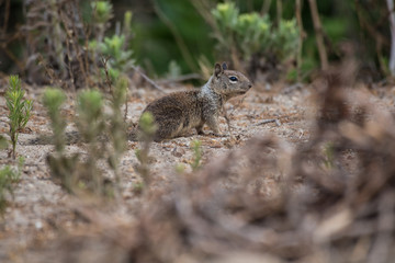 California Ground Squirrel foraging along the beach bushes for a morning meal.