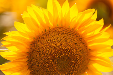 Sunflowers close image in sunset warm light