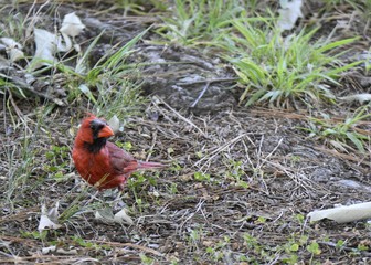 Cardinal, red bird