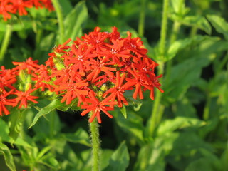 Lychnis chalcedonica flowers close-up