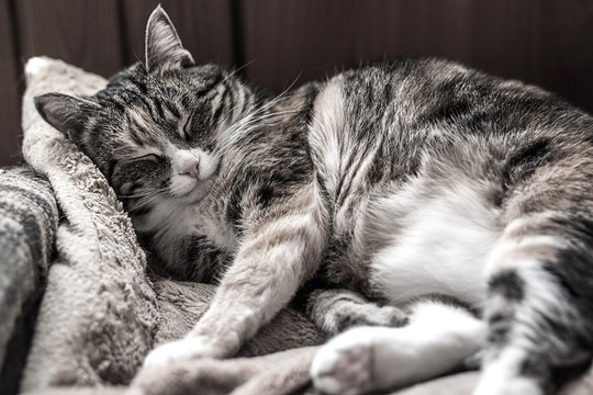Милая пушистая пятнистая кошка спит на мягком одеяле