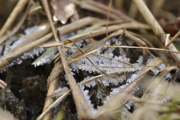 winter is coming even to grass