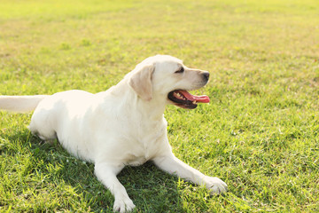 Cute yellow labrador retriever outdoors on sunny day