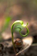 new life grows in the woods