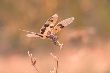 Dragonfly in nature background.